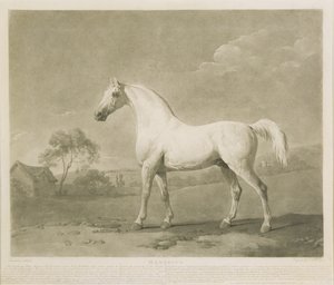 Mambrino, after George Stubbs by Charles Howard Hodges