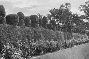 Fulford Hall: Eccentric Topiary Work