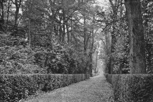 The Dog Walk
