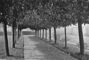 The Pleached Walk