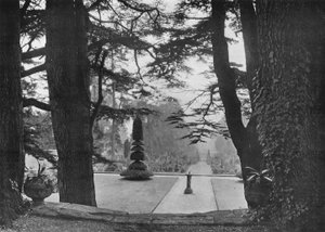 Under the Cedars