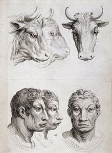 Men/cattle comparison by Charles Le Brun