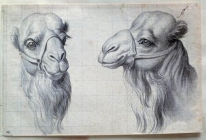 Studies of Two Camel Heads. 17th Century. Paris, Louvre Museum by Charles Le Brun
