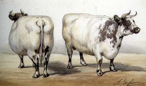 Study of Two Long-horned Cows by Charles Oliver de Penne