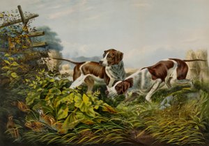 American Field Sports. "On a Point." by Charles Parsons