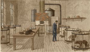 Dogs in Cages Inside Laboratory of Louis Pasteur