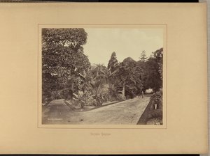 Botanic Gardens by Charles Percy Pickering