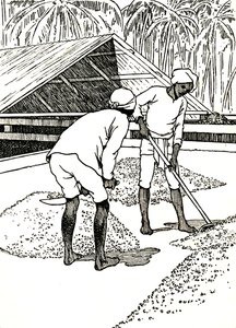 Drying the Cocoa by Charles Robinson