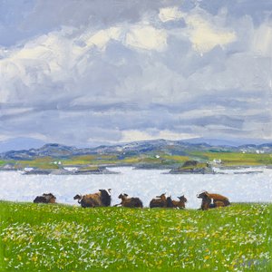 Dozing Sheep, Iona, 2015