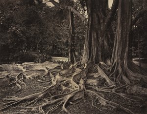 Rubber Tree, Assam, India (Ficus Elastica)