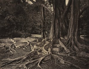 Rubber Tree, Assam, India
