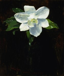 Magnolia, 1895