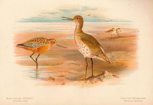 Bar-Tailed Godwit Limosa rufa, Common Redshank Totanus by Charles Whymper