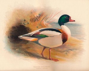 Common Sheldrake