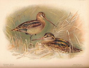 Common Snipe Gallinago scolopacina, Jack Snipe Limnocryptes gallinula, 1900