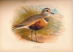 Dotterel Eudromias Morinellus