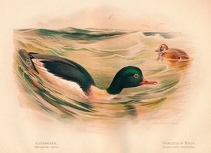 Goosander Merganser castor, Harlequin Duck Cosmonetta histrionica by Charles Whymper