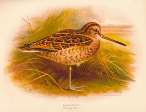 Great Snipe Gallinago major, 1900