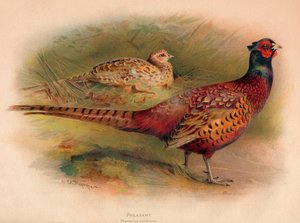 Pheasant Phasianus colchicus, 1900 by Charles Whymper