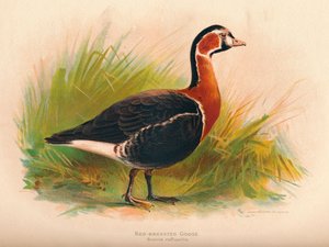 Red-Breasted Goose Branta ruficollis