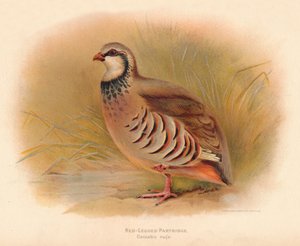 Red-Legged Partridge Caccabus rufa, 1900