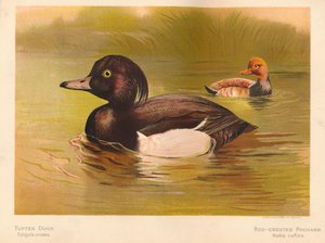 Tufted Duck Fuligata cristata, Red-Crested Pochard Netta rufina by Charles Whymper
