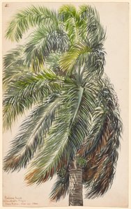 Palma Real by Charles de Wolf Brownell
