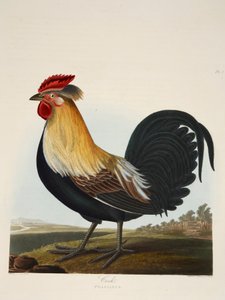 Cock, Phasianus, pub. 1835 by Charlotte Lousia Emily Perrott