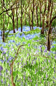 Bluebells by Charlotte Orr