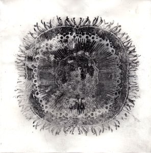 Plant Cells, 2019 by Charlotte Orr