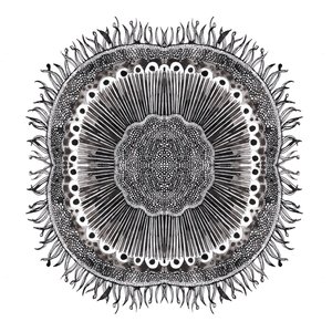 Plant Cells, 2019 by Charlotte Orr
