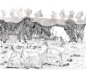 Safari 3, 2018 by Charlotte Orr