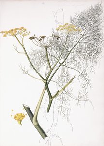 A Botanical Study