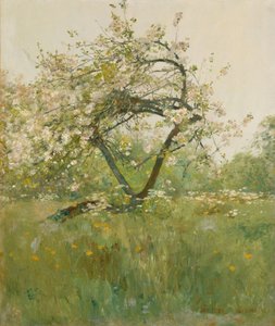 Peach Blossoms, Villiers-le-Bel