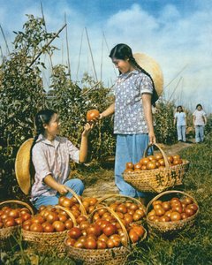 Chinese food production: ripe tomatoes