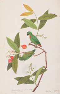 Blue-crowned Hanging Parrot, from Drawings of Birds from Malacca, c.1805-18