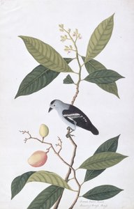 Booah Nawa Hawa, from Drawings of Birds from Malacca, c.1805-18