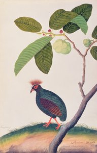 Booah Tumpang, from Drawings of Birds from Malacca, c.1805-18