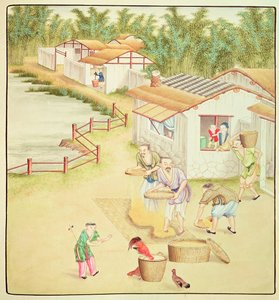 Chinese Peasants Sifting Rice