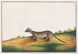 Common Palm Civet, from Drawings of Animals, Insects and Reptiles from Malacca