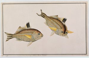Eekan King-kerong, from Drawings of Fishes from Malacca, c.1805-18