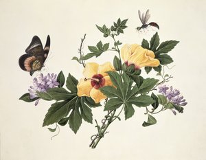 Hibiscus and Butterfly by Chinese School