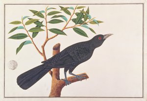 Koel, from Drawings of Birds from Malacca, c.1805-18 by Chinese School