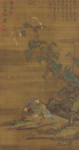 Mandarin Ducks under Smartweed