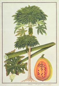 Papaya, The Papau or Caica Papaya, from Drawings of Plants from Malacca, c.1805-18 by Chinese School