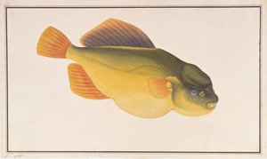 Putterfish, from Drawings of Fishes from Malacca, c.1805-18 by Chinese School