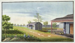 Tending tea plants