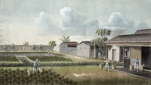 Watering tea plants by Chinese School