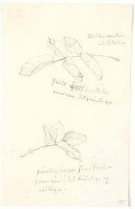 Leaf Studies with Color Indications in Pencil