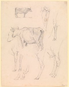 Cows